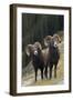 Rocky Mountain Bighorn Sheep Rams-Ken Archer-Framed Photographic Print