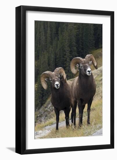 Rocky Mountain Bighorn Sheep Rams-Ken Archer-Framed Photographic Print