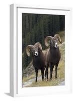 Rocky Mountain Bighorn Sheep Rams-Ken Archer-Framed Photographic Print