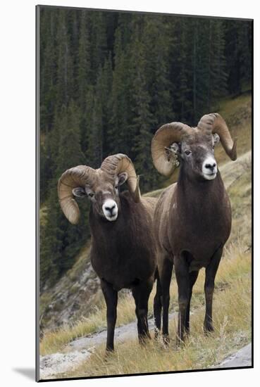 Rocky Mountain Bighorn Sheep Rams-Ken Archer-Mounted Photographic Print