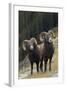 Rocky Mountain Bighorn Sheep Rams-Ken Archer-Framed Photographic Print