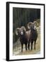 Rocky Mountain Bighorn Sheep Rams-Ken Archer-Framed Photographic Print