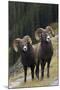 Rocky Mountain Bighorn Sheep Rams-Ken Archer-Mounted Photographic Print