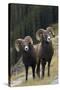 Rocky Mountain Bighorn Sheep Rams-Ken Archer-Stretched Canvas