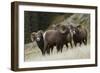 Rocky Mountain Bighorn Sheep Rams-Ken Archer-Framed Photographic Print