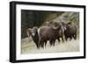 Rocky Mountain Bighorn Sheep Rams-Ken Archer-Framed Photographic Print