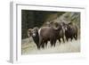 Rocky Mountain Bighorn Sheep Rams-Ken Archer-Framed Photographic Print