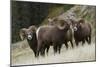 Rocky Mountain Bighorn Sheep Rams-Ken Archer-Mounted Photographic Print