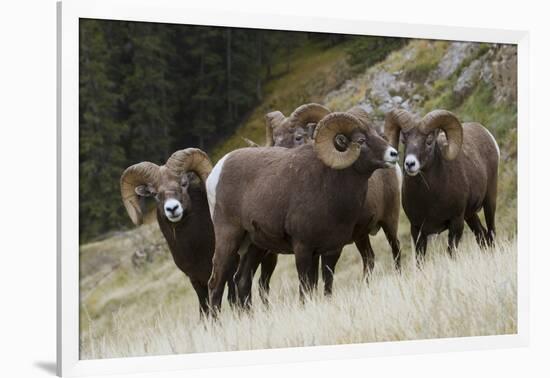 Rocky Mountain Bighorn Sheep Rams-Ken Archer-Framed Photographic Print