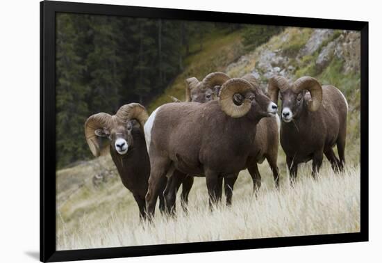 Rocky Mountain Bighorn Sheep Rams-Ken Archer-Framed Photographic Print