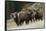 Rocky Mountain Bighorn Sheep Rams-Ken Archer-Framed Stretched Canvas