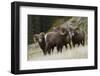 Rocky Mountain Bighorn Sheep Rams-Ken Archer-Framed Photographic Print