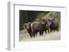 Rocky Mountain Bighorn Sheep Rams-Ken Archer-Framed Photographic Print