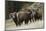 Rocky Mountain Bighorn Sheep Rams-Ken Archer-Mounted Photographic Print