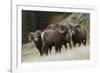 Rocky Mountain Bighorn Sheep Rams-Ken Archer-Framed Photographic Print