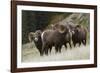 Rocky Mountain Bighorn Sheep Rams-Ken Archer-Framed Photographic Print