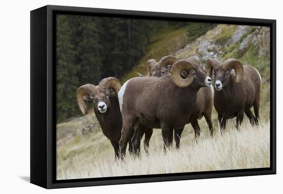 Rocky Mountain Bighorn Sheep Rams-Ken Archer-Framed Stretched Canvas