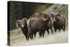 Rocky Mountain Bighorn Sheep Rams-Ken Archer-Stretched Canvas