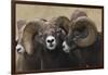 Rocky Mountain Bighorn sheep rams-Ken Archer-Framed Photographic Print