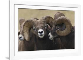 Rocky Mountain Bighorn sheep rams-Ken Archer-Framed Photographic Print