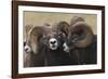 Rocky Mountain Bighorn sheep rams-Ken Archer-Framed Photographic Print