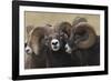 Rocky Mountain Bighorn sheep rams-Ken Archer-Framed Photographic Print