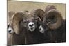 Rocky Mountain Bighorn sheep rams-Ken Archer-Mounted Photographic Print