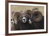 Rocky Mountain Bighorn sheep rams-Ken Archer-Framed Photographic Print