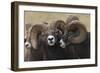 Rocky Mountain Bighorn sheep rams-Ken Archer-Framed Photographic Print