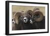 Rocky Mountain Bighorn sheep rams-Ken Archer-Framed Photographic Print