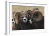 Rocky Mountain Bighorn sheep rams-Ken Archer-Framed Photographic Print