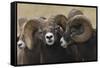 Rocky Mountain Bighorn sheep rams-Ken Archer-Framed Stretched Canvas