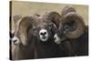 Rocky Mountain Bighorn sheep rams-Ken Archer-Stretched Canvas