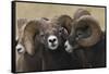 Rocky Mountain Bighorn sheep rams-Ken Archer-Framed Stretched Canvas