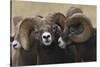Rocky Mountain Bighorn sheep rams-Ken Archer-Stretched Canvas