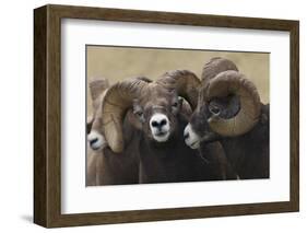 Rocky Mountain Bighorn sheep rams-Ken Archer-Framed Photographic Print