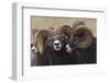 Rocky Mountain Bighorn sheep rams-Ken Archer-Framed Photographic Print