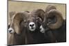 Rocky Mountain Bighorn sheep rams-Ken Archer-Mounted Photographic Print