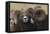 Rocky Mountain Bighorn sheep rams-Ken Archer-Framed Stretched Canvas