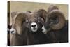 Rocky Mountain Bighorn sheep rams-Ken Archer-Stretched Canvas