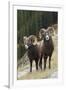 Rocky Mountain bighorn sheep rams-Ken Archer-Framed Photographic Print