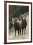 Rocky Mountain bighorn sheep rams-Ken Archer-Framed Photographic Print