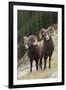 Rocky Mountain bighorn sheep rams-Ken Archer-Framed Photographic Print