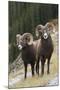 Rocky Mountain bighorn sheep rams-Ken Archer-Mounted Photographic Print