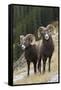 Rocky Mountain bighorn sheep rams-Ken Archer-Framed Stretched Canvas