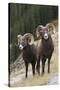 Rocky Mountain bighorn sheep rams-Ken Archer-Stretched Canvas