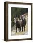 Rocky Mountain bighorn sheep rams-Ken Archer-Framed Photographic Print