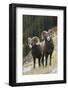 Rocky Mountain bighorn sheep rams-Ken Archer-Framed Photographic Print