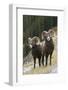 Rocky Mountain bighorn sheep rams-Ken Archer-Framed Photographic Print