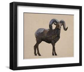 Rocky Mountain Bighorn-Davies Babies-Framed Art Print